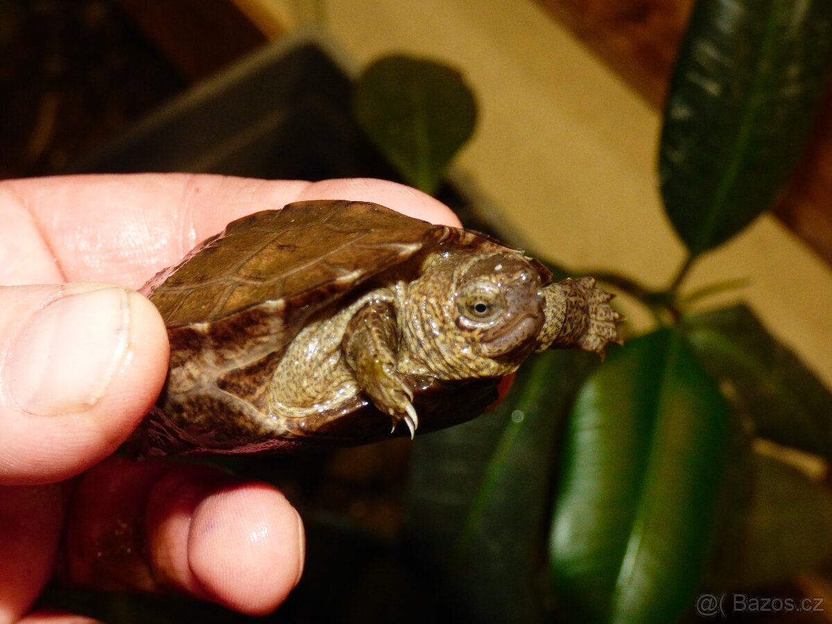 Želva černavá (Heosemys grandis) - 2