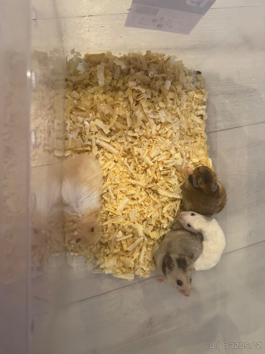 Křeček syrský - 2