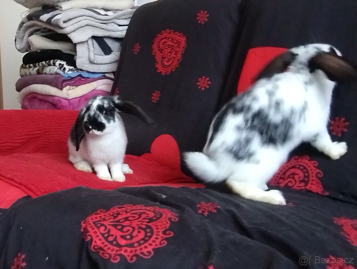 Hledáte kamaráda a společníka? - 2