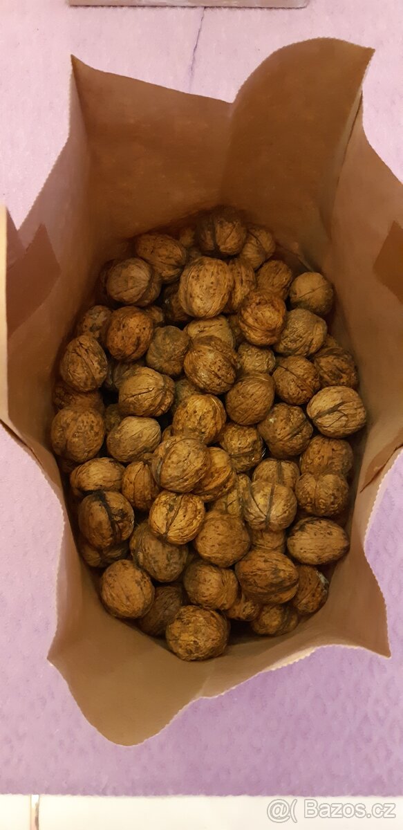 VLAŠSKÉ OŘECHY. - 2