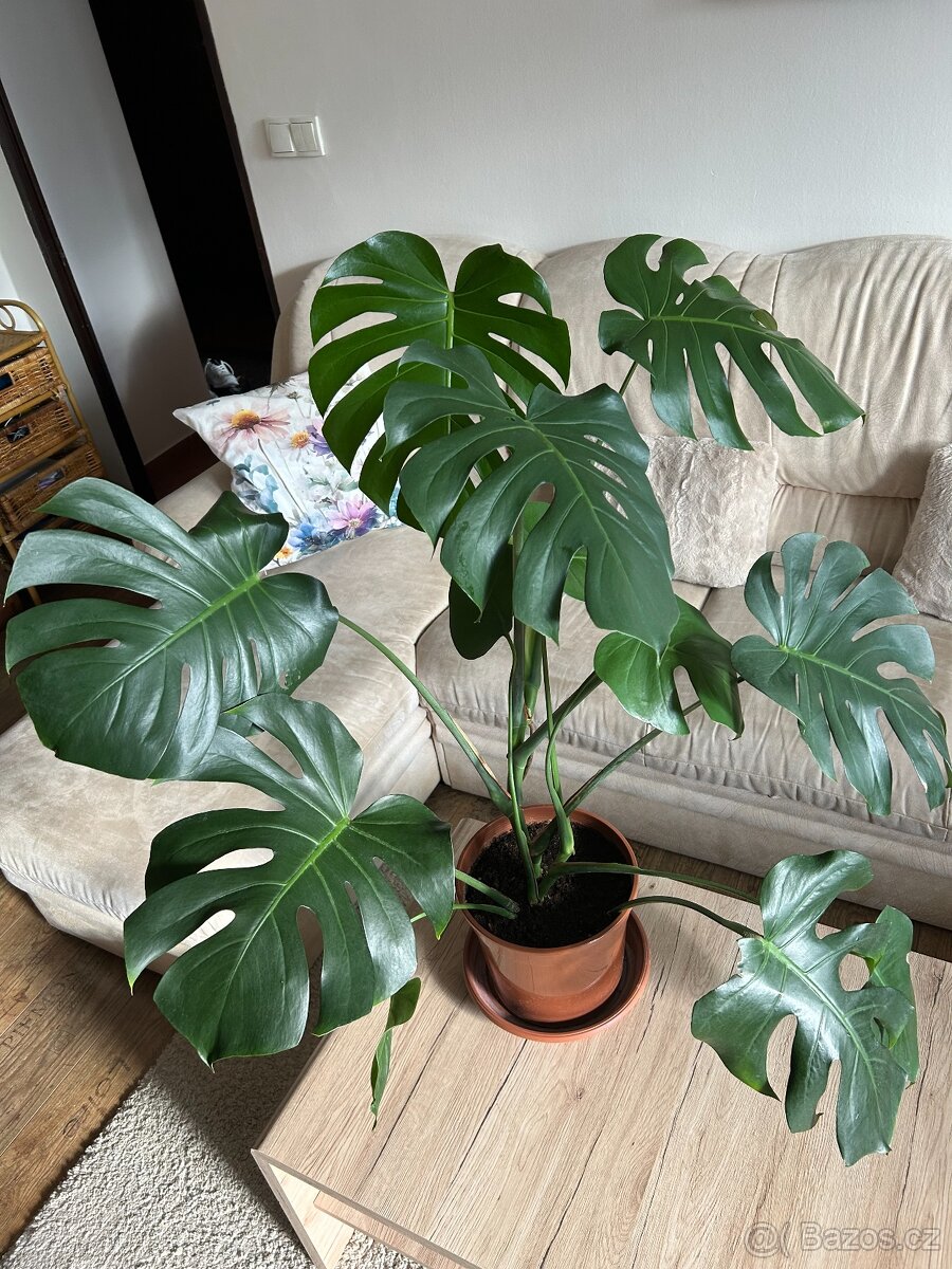 Monstera cca 100 cm - 2