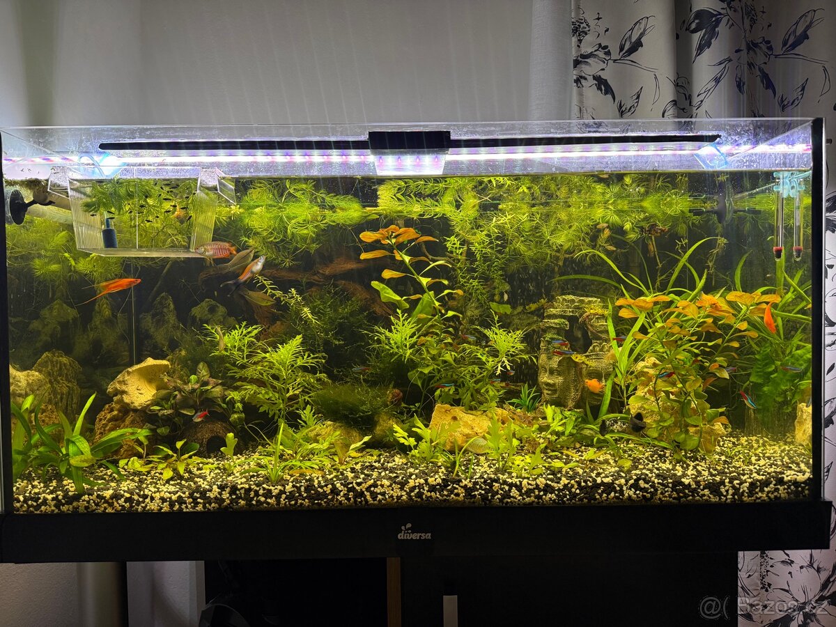 Akvarijní rybičky - 2