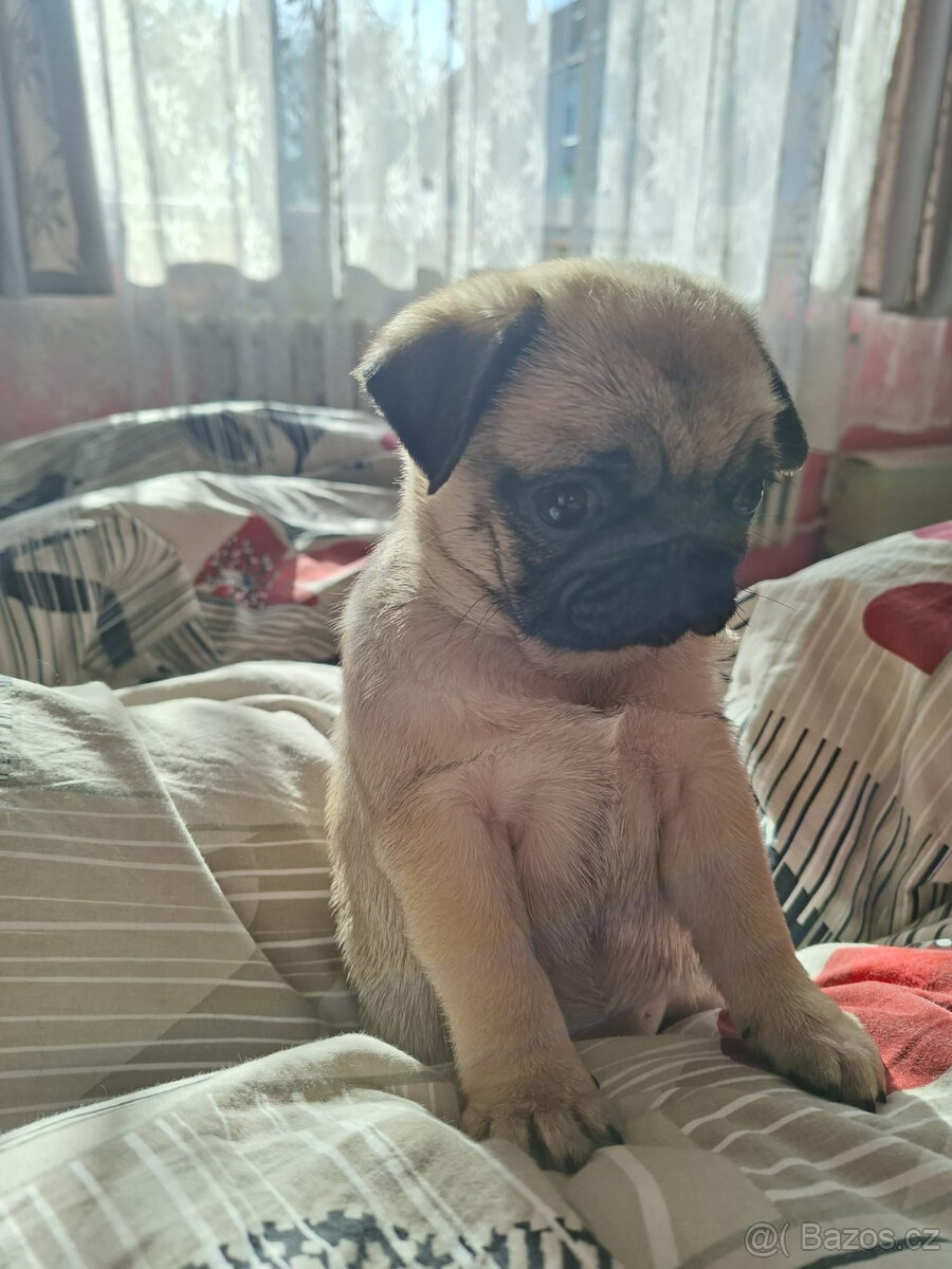 Mops s PP - 2