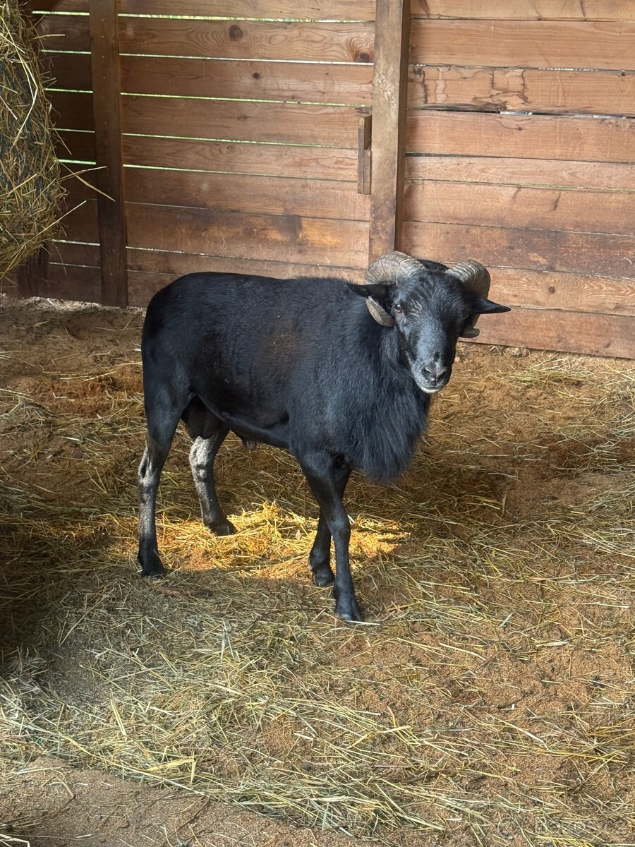 kamerunský beran 🐏 - 2