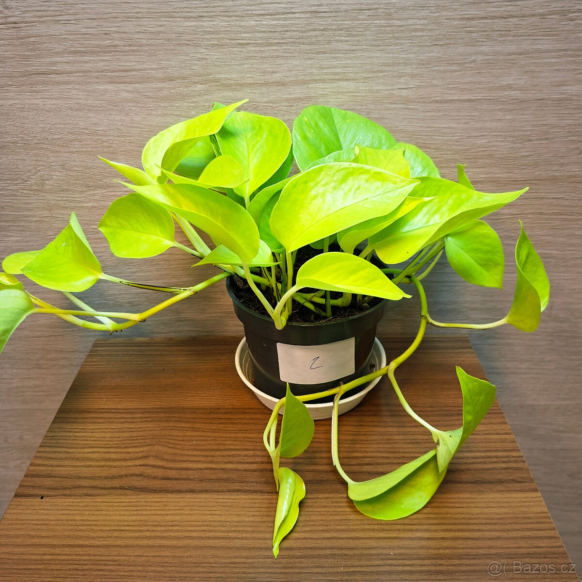 Epipremnum Neon Golden Pothos - 2