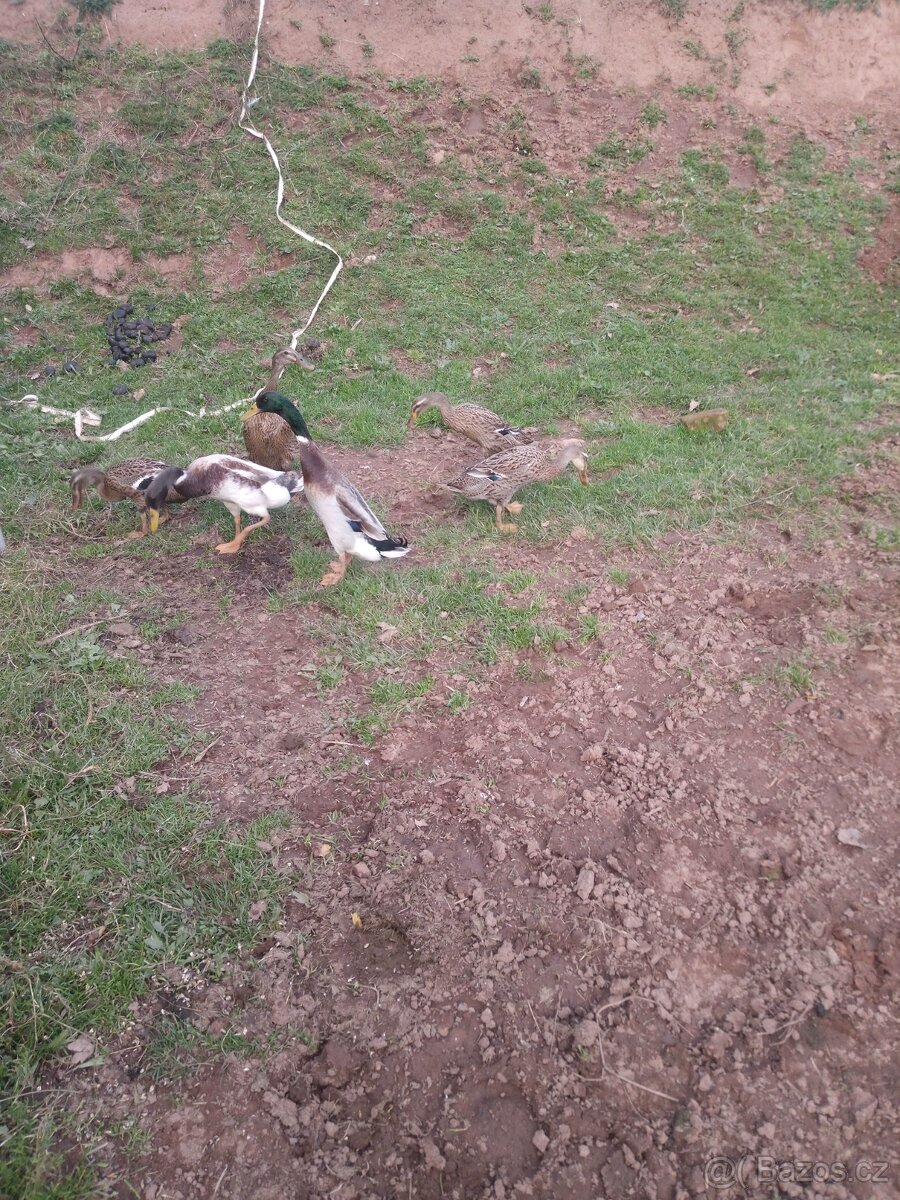 Indický běžec kačer - 2