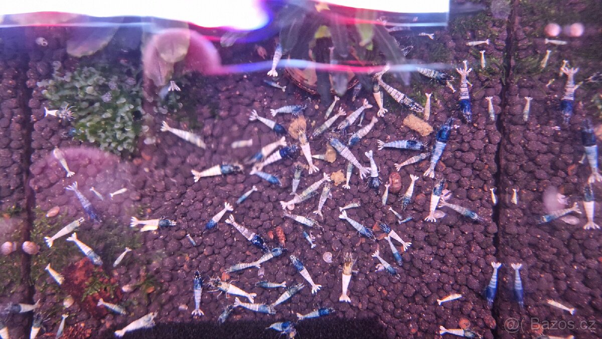 Krevetky Caridina Blue bolt - 2