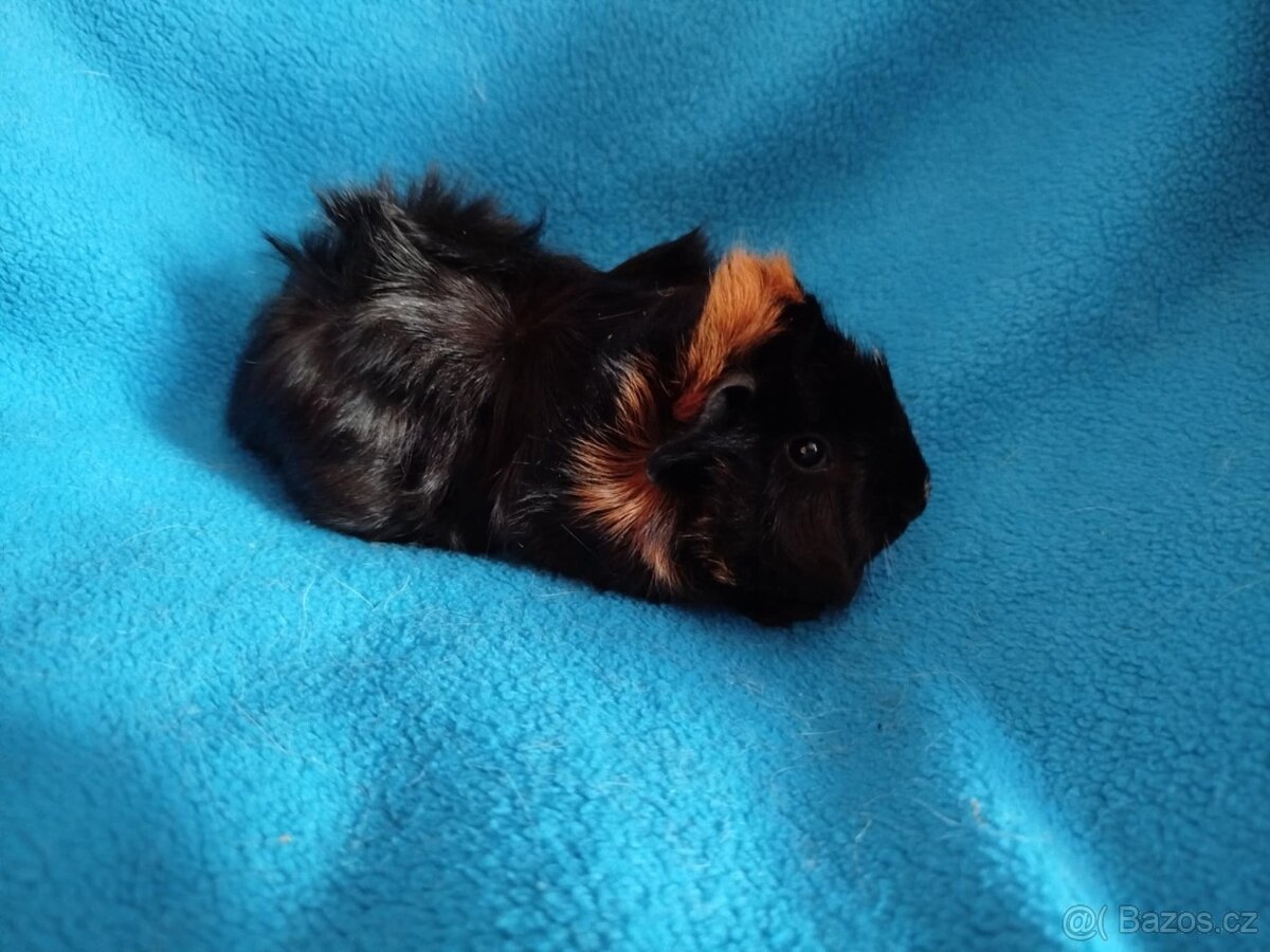 Malé morčátko vhodné na domácího mazlíčka - 2