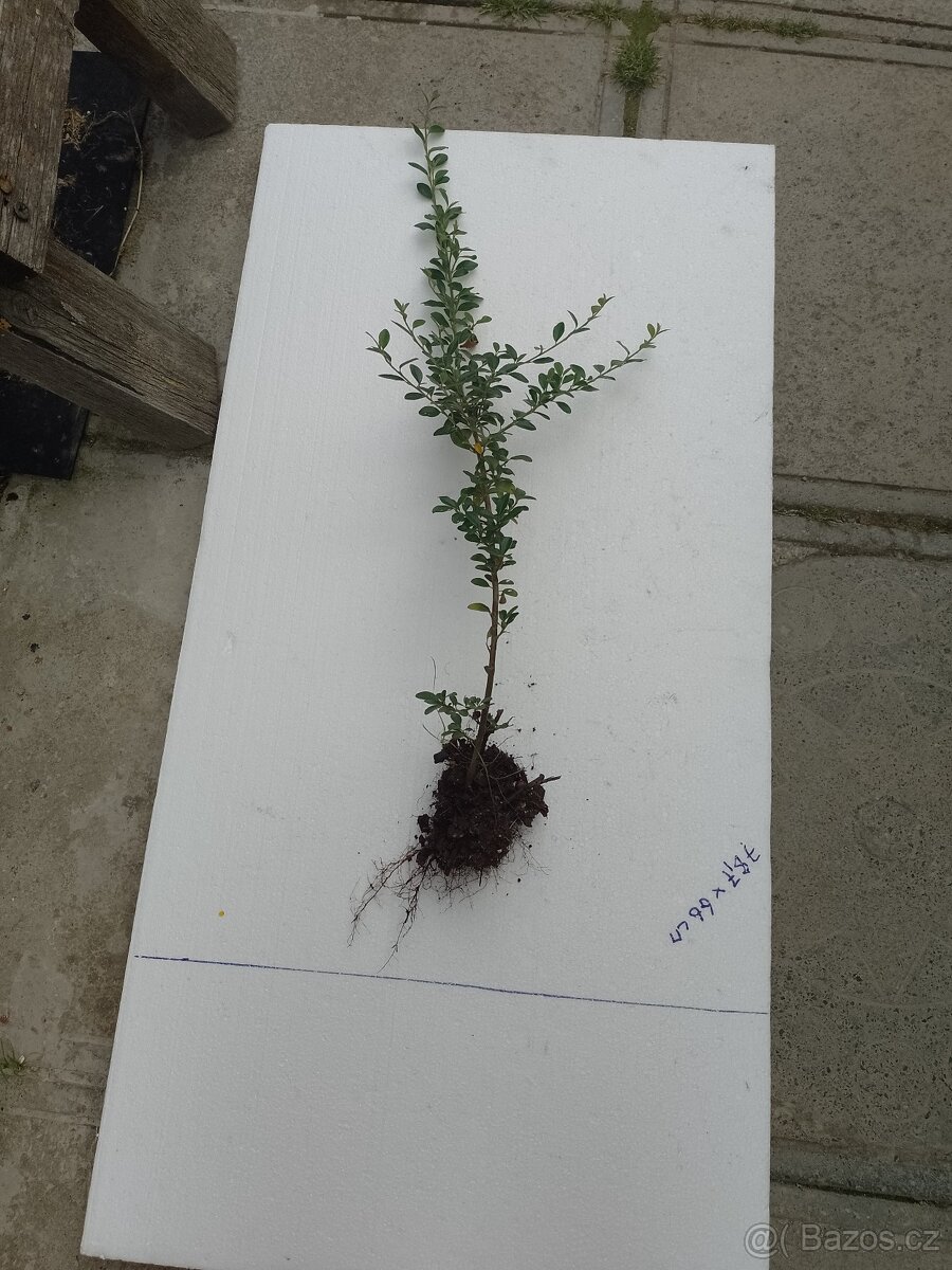 Sazenice rostlin - 2