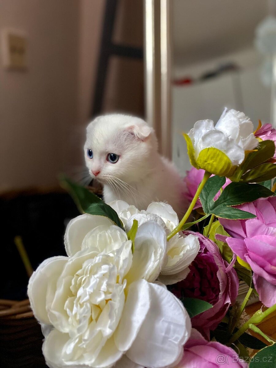 Skotská klapouchá s PP - 2