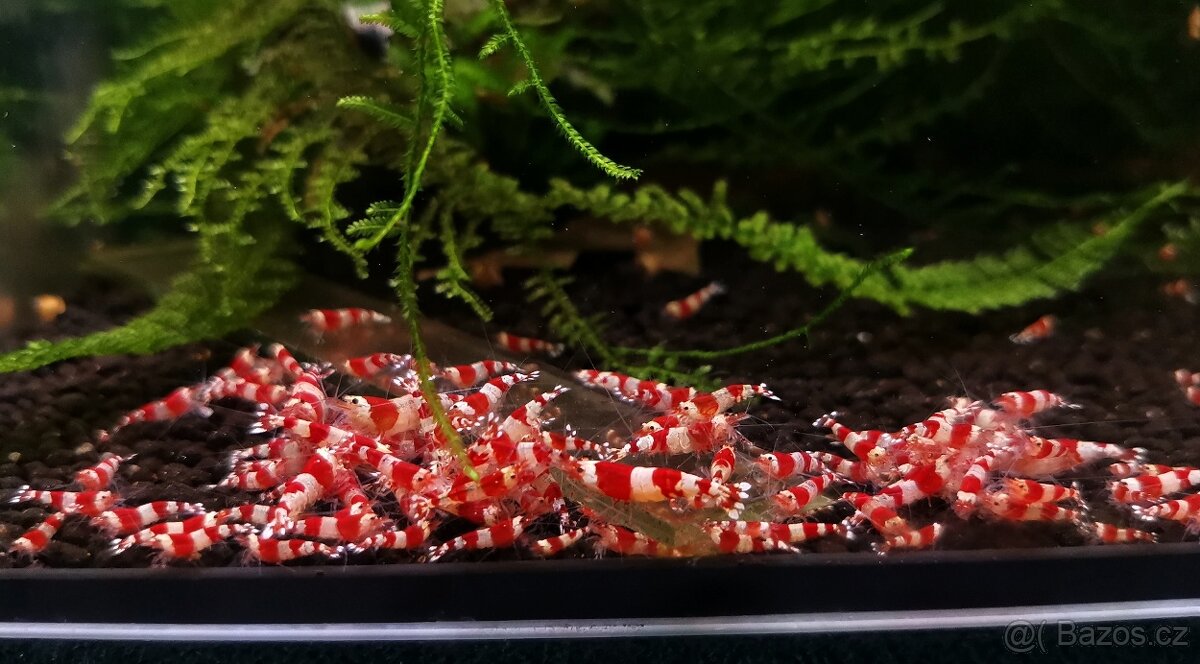 Krevetky Caridina crystal red - 2