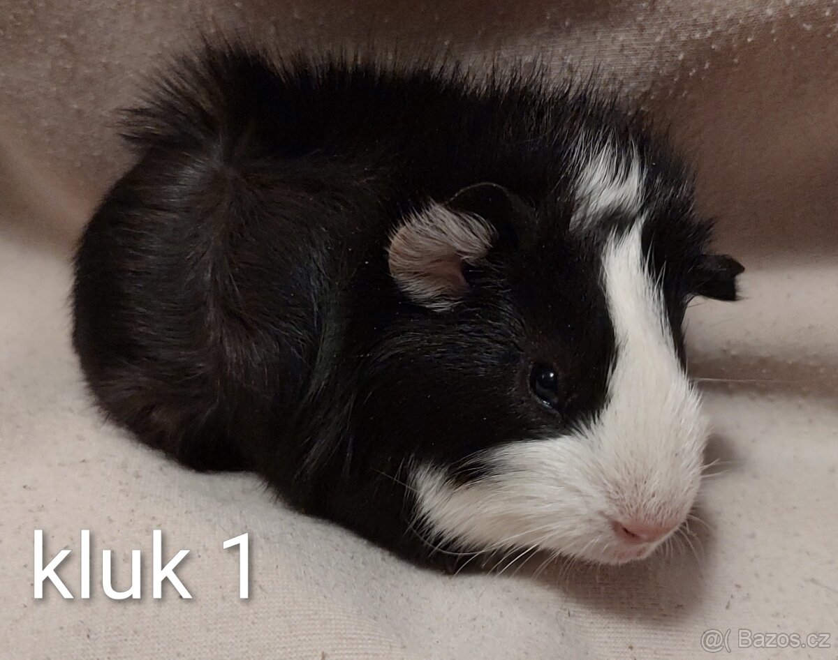 Morče/ Morčátka - 2