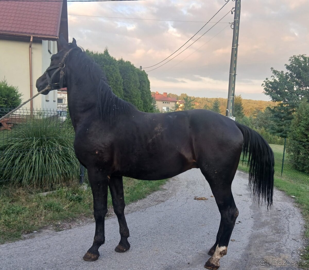Slezský hřebec, 2,5 roku - 2