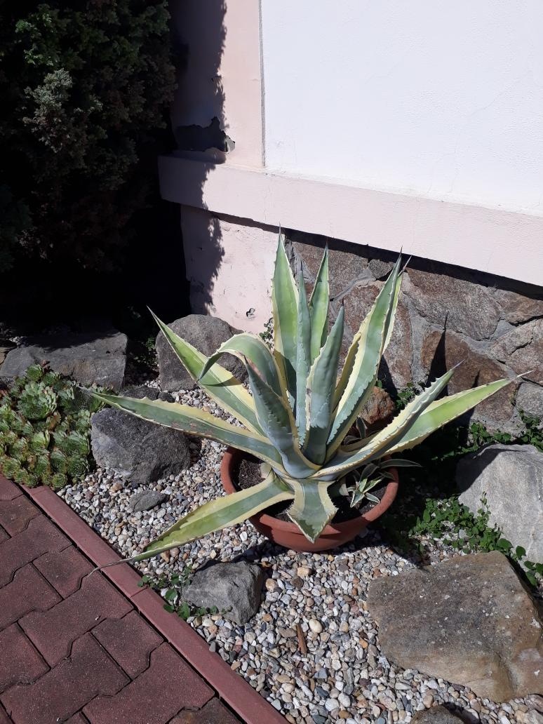 Agáve americana - 2