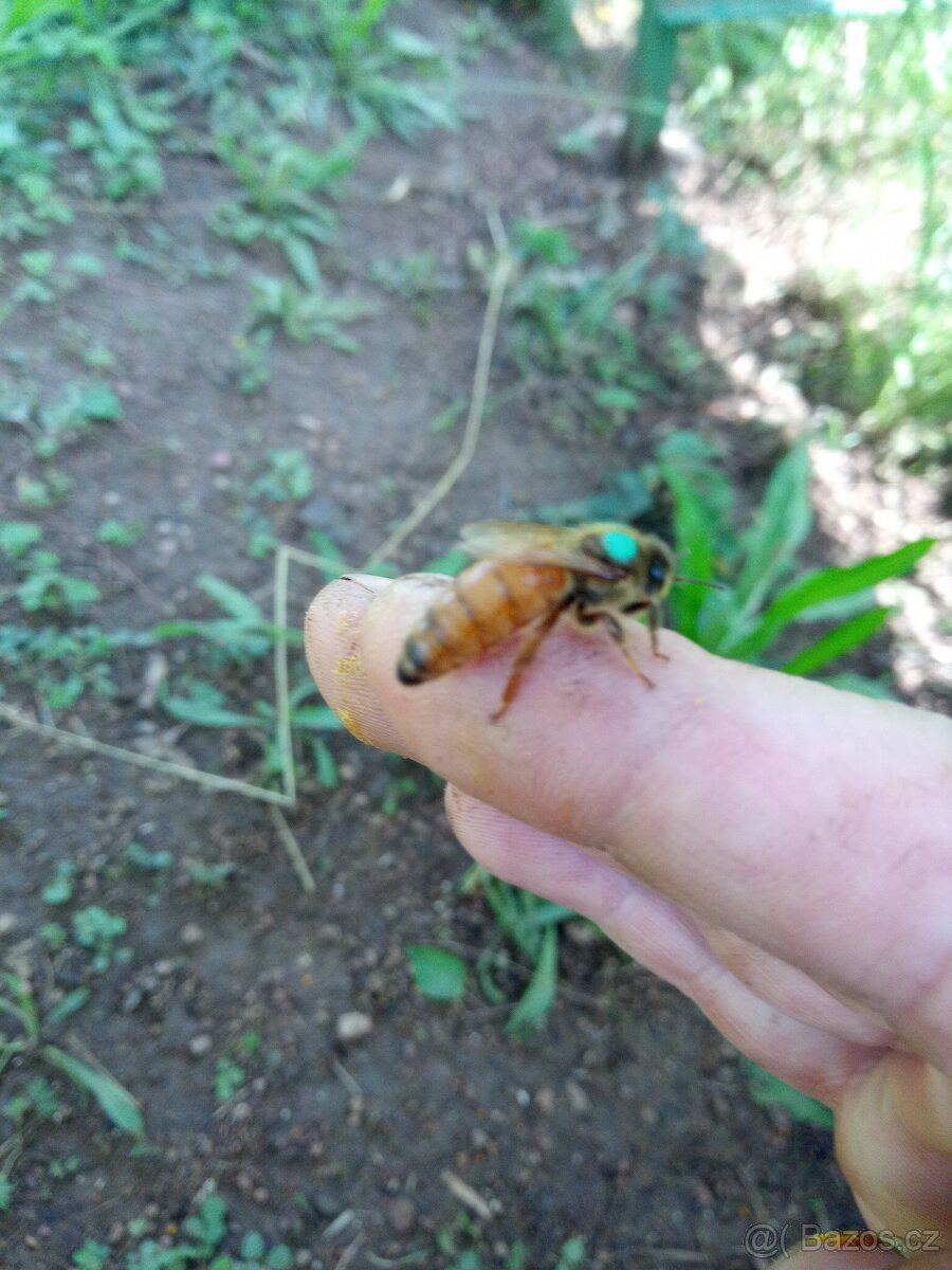 Včelí matky Buckfast - 2