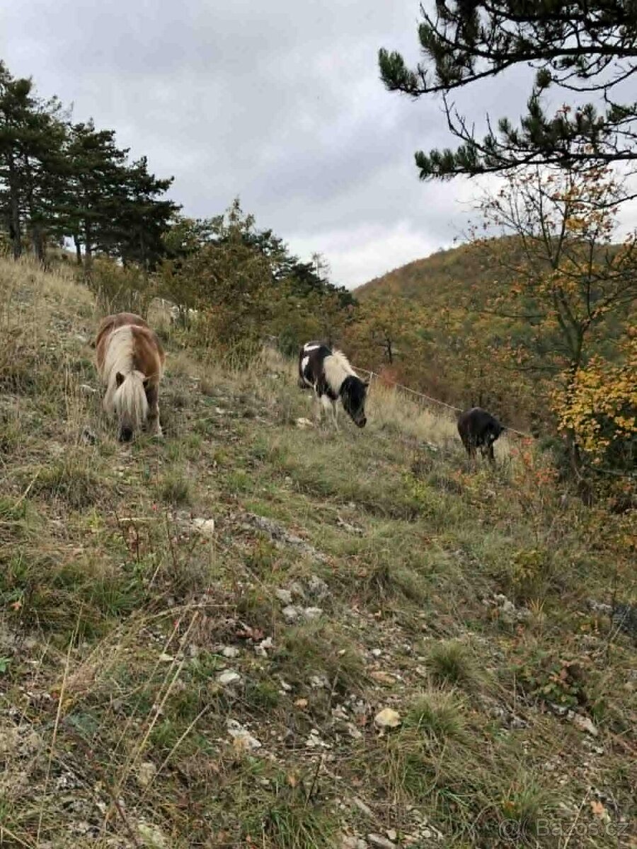 sháníme ponyho pro výpas v CHKO - 2