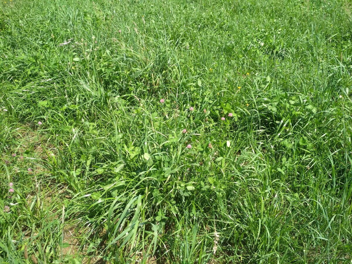 Prodám bio seno - 2