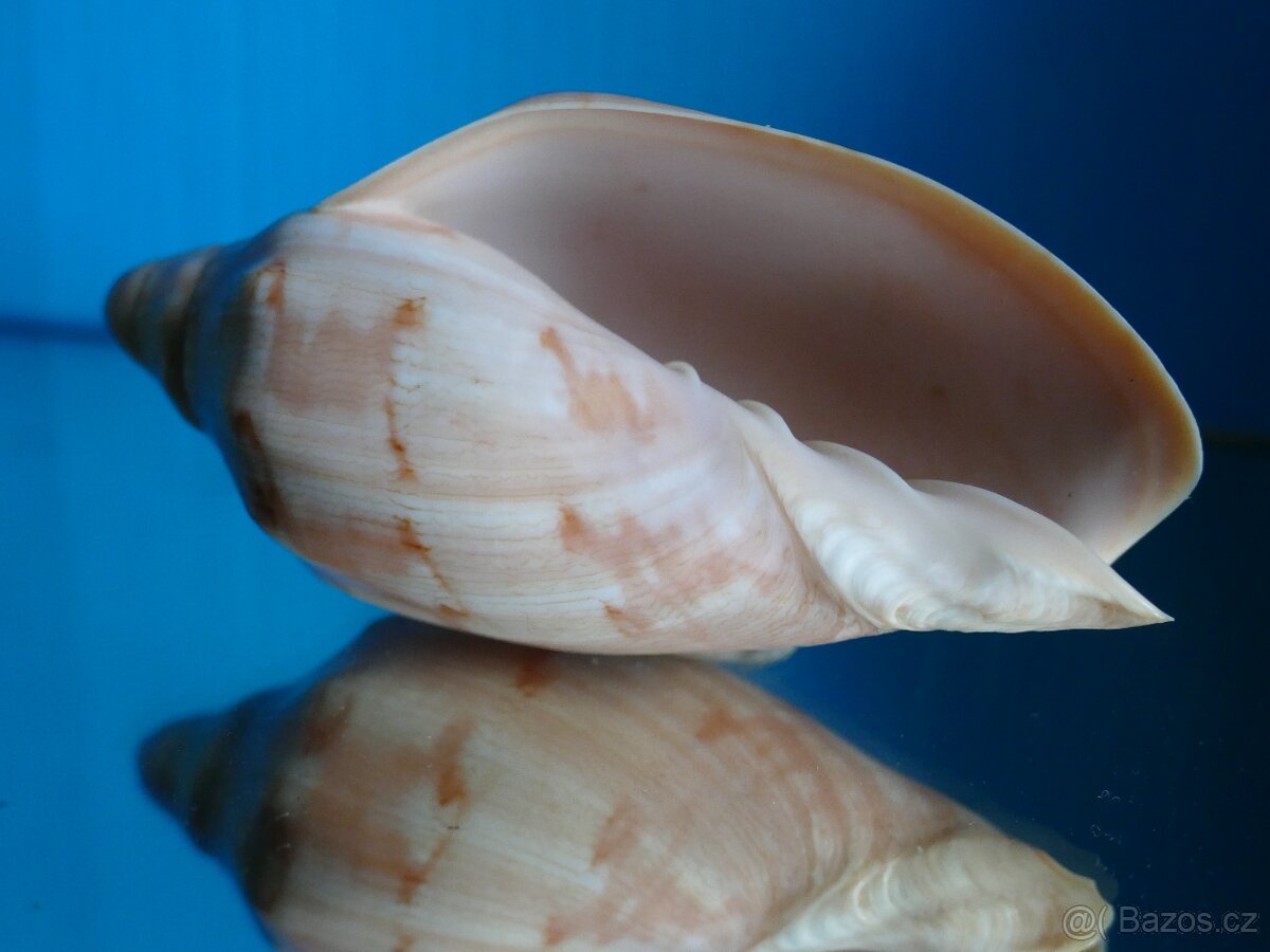 Cymbiola aulica S - 2