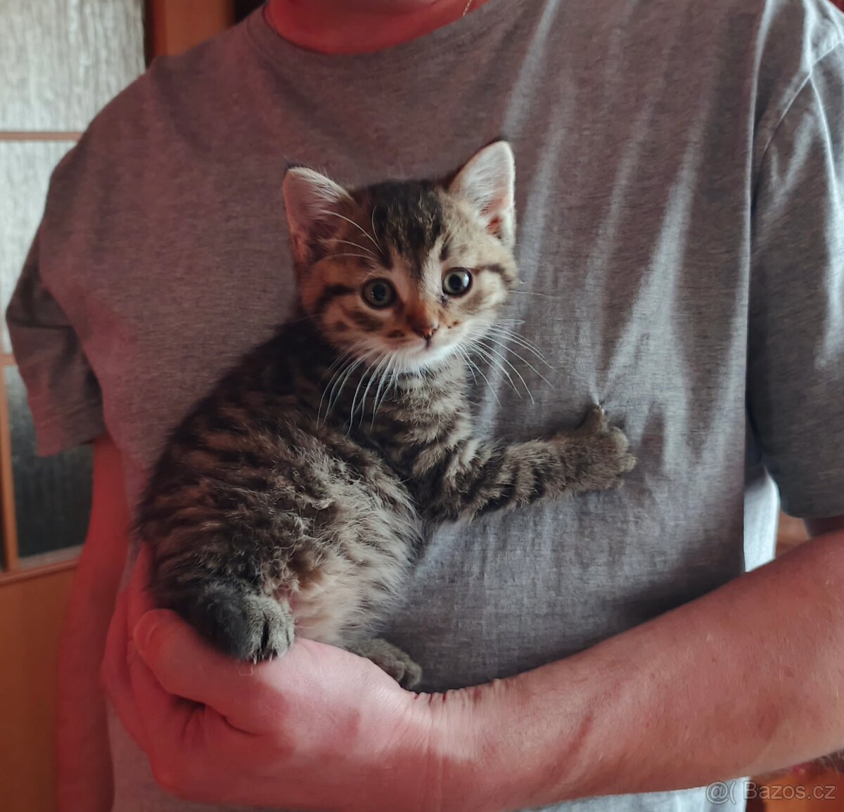 Daruji krásná hravá koťátka - 2