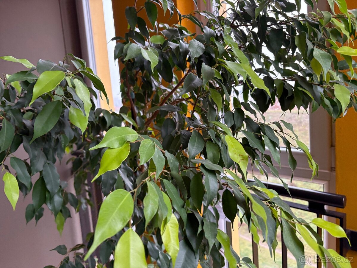 K prodeji velký Ficus benjamina – 20 let pěstování - 2