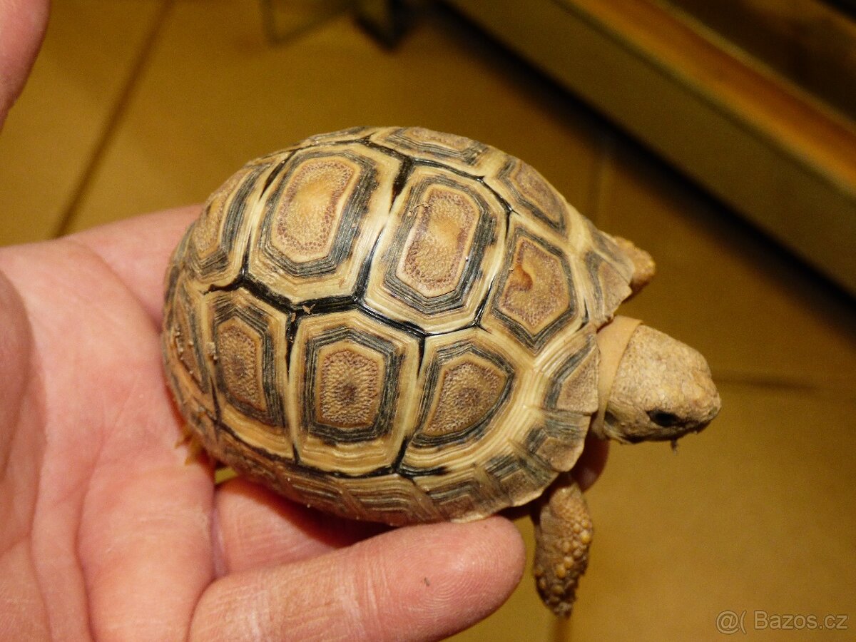Želva pardálí (Stigmochelys pardalis babcockii) - 2