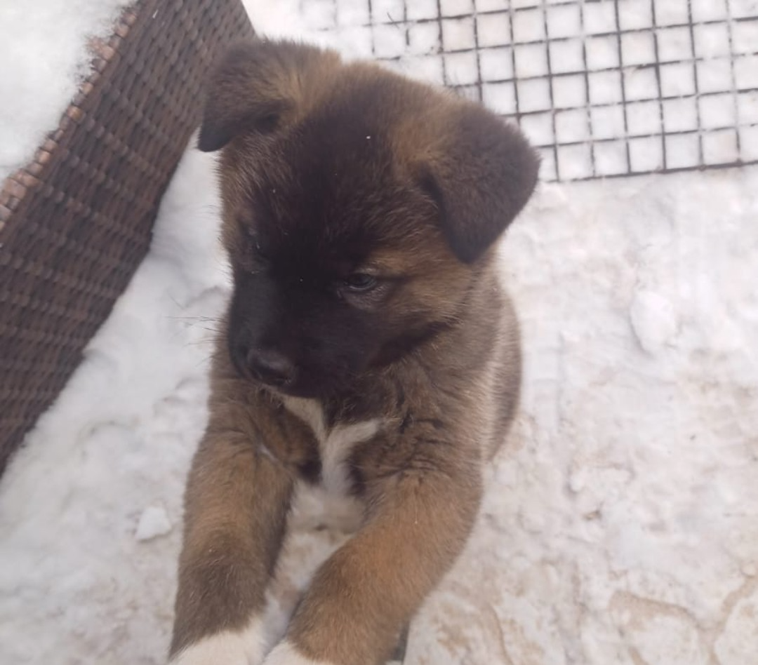 Prodej akita inu - 2