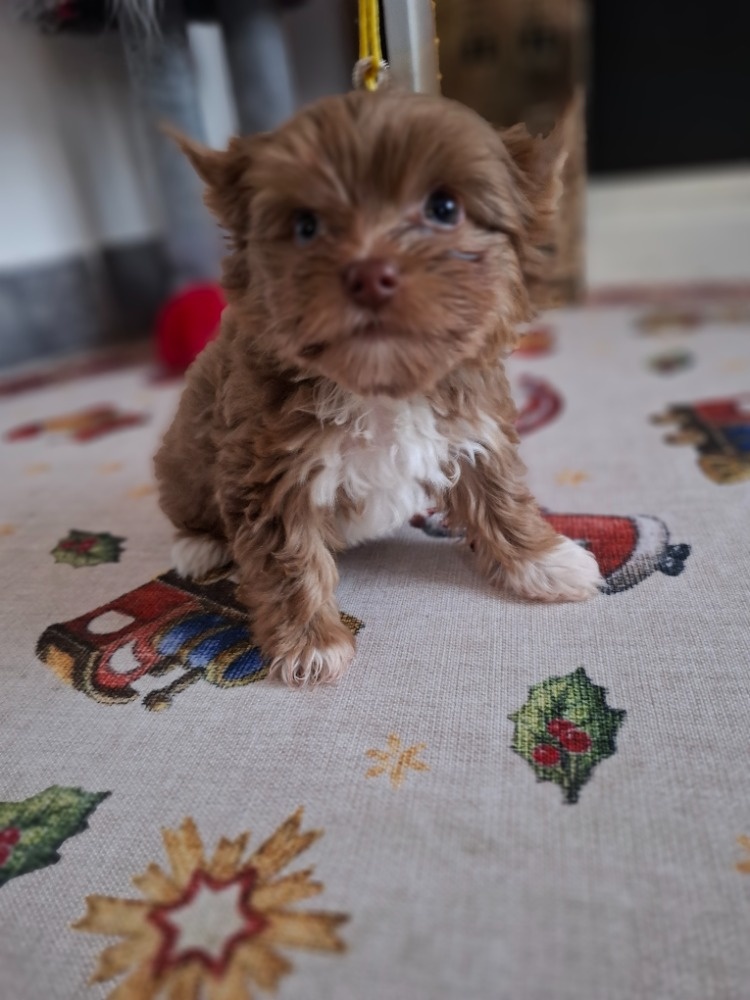 Jorkšírský terier - Yorkšírský terier s pp - 2