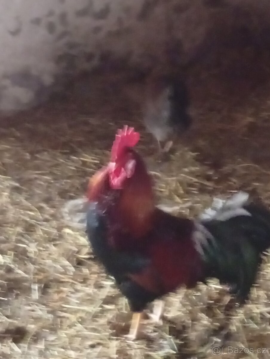 Prodám kohouty - 2