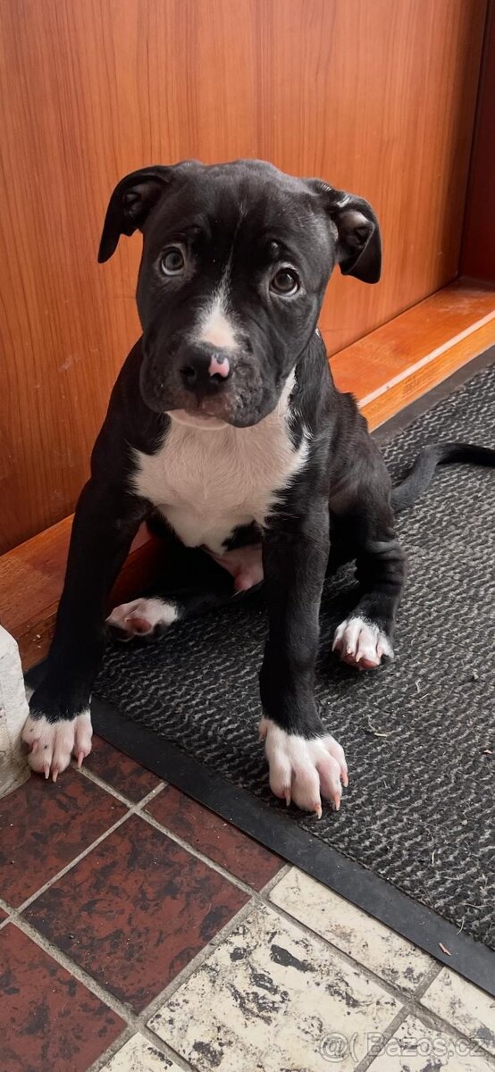 Americký Pittbul - 2