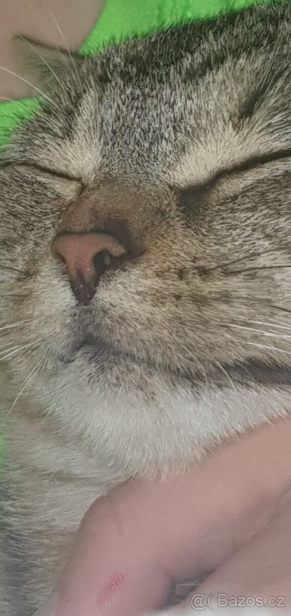 Koťata - 2