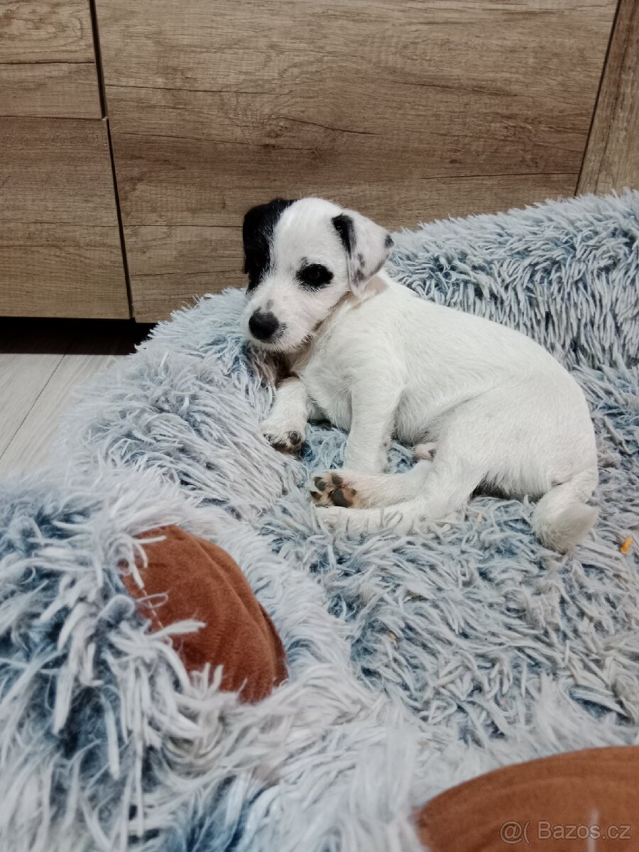 Jack Russell teriér - 2