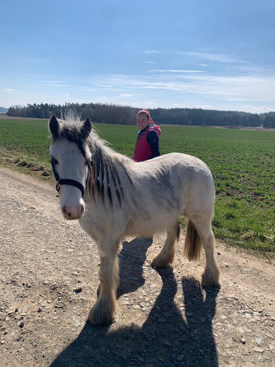 Irsky cob valach pony - 2