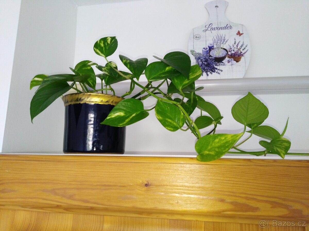 Šplhavnice zlatá - Epipremnum aureum - 2