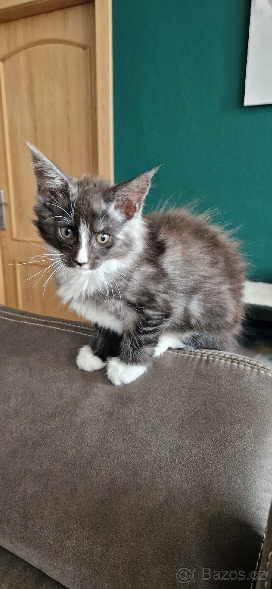 Koťátka Mainská mývalí - 2