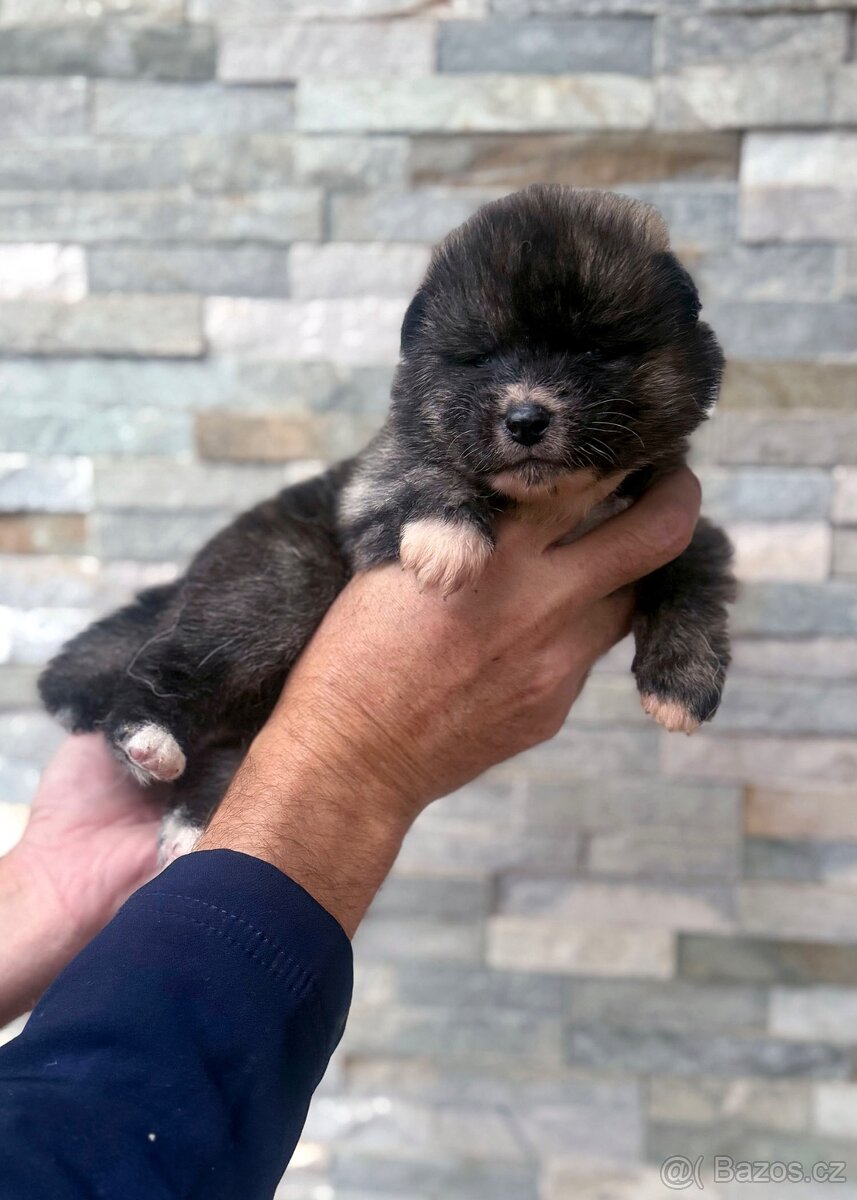 Akita Inu s průkazem původu (PP) - FCI & AKIHO - 2