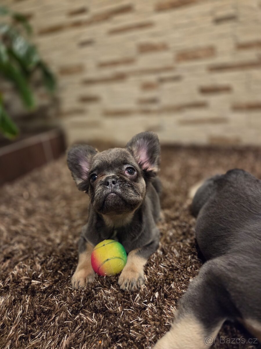 Francouzsky buldoček modry - 2