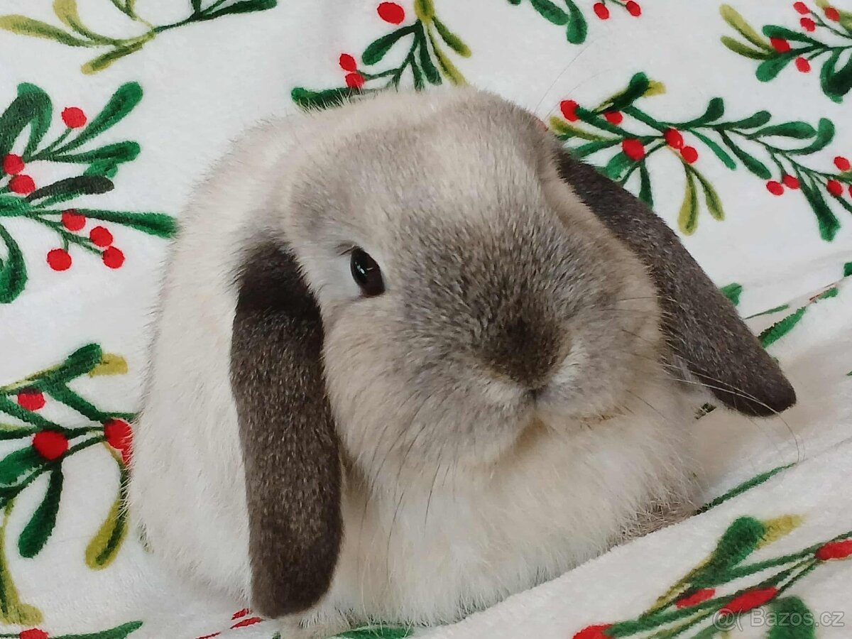 Volná samička - Anglický Zakrslý Beránek MiniLop🍑🧡 - 2