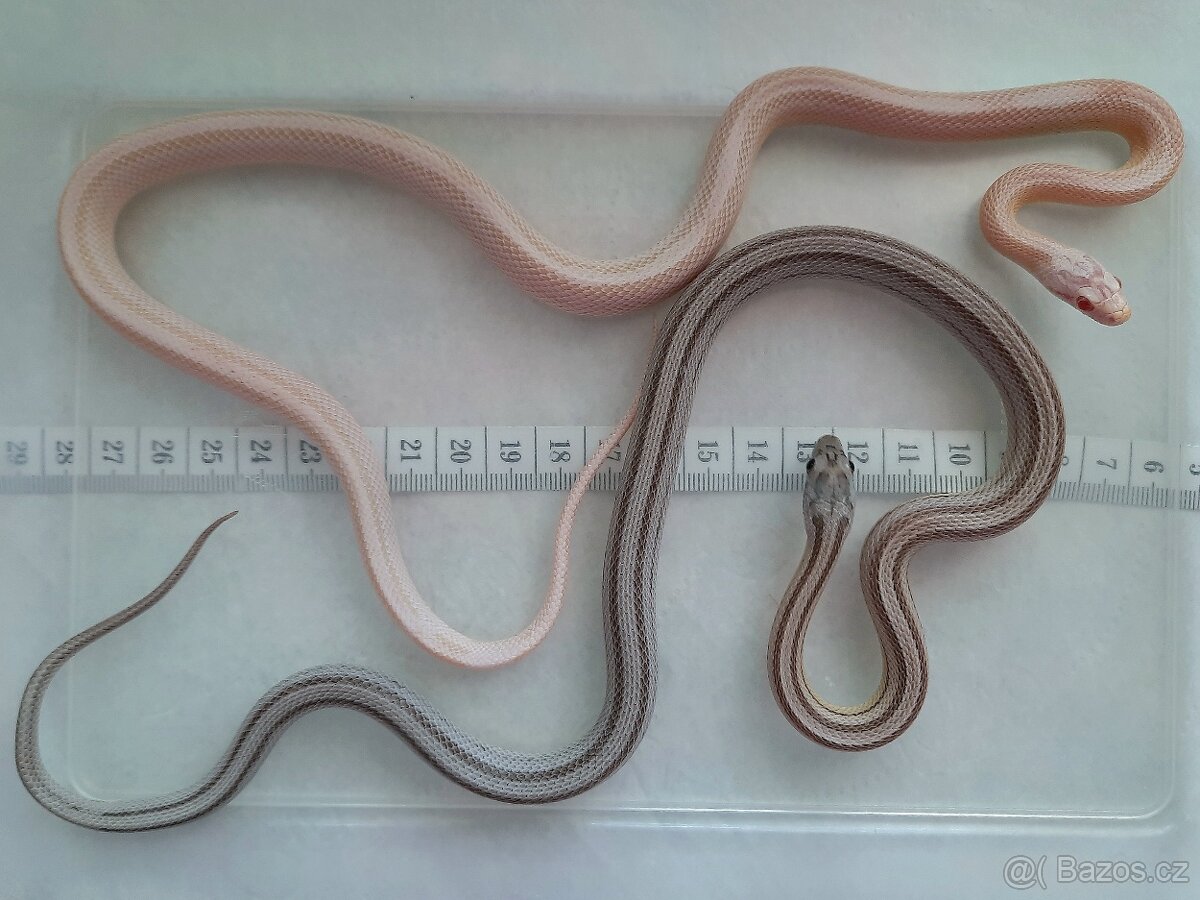 Užovka červená - vzrostlé mládě - 2