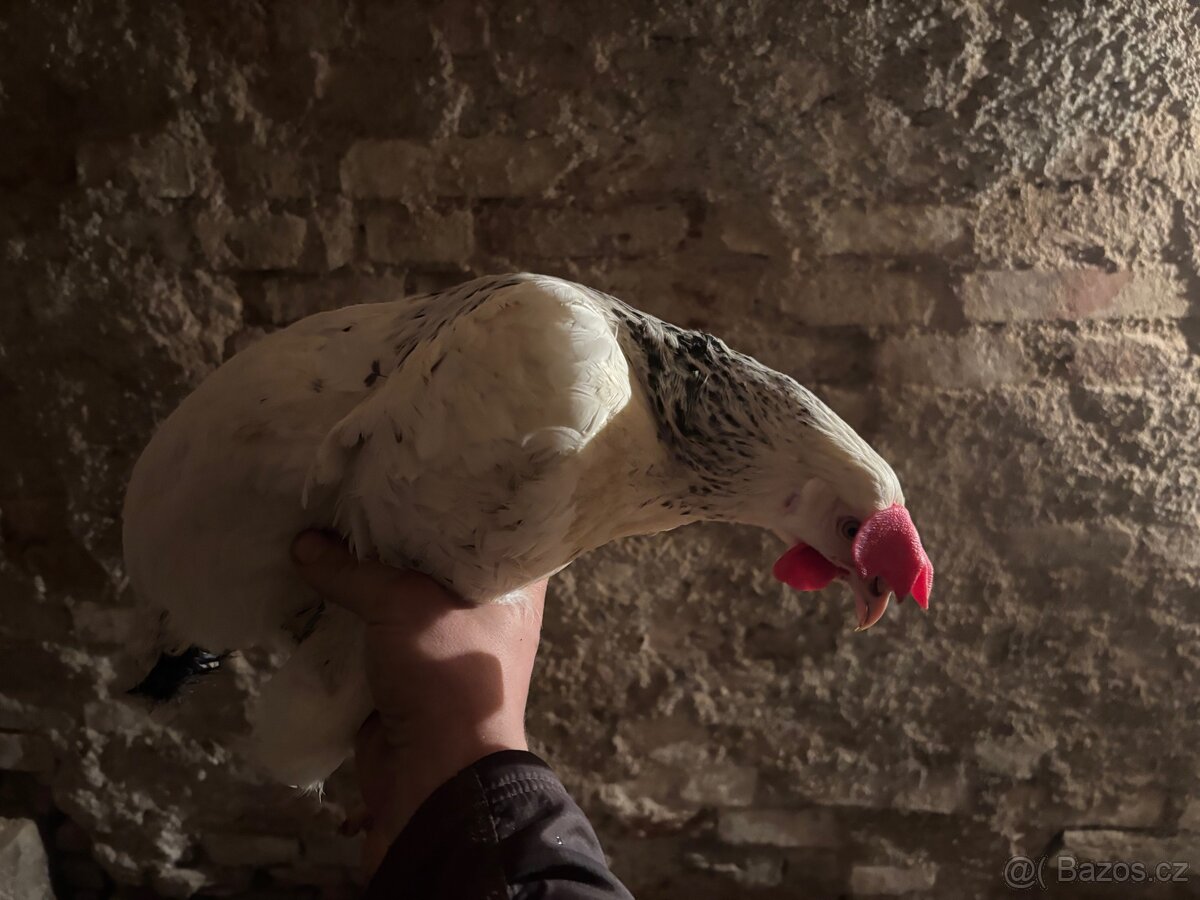 Kuřice 20. Týdnů - 2