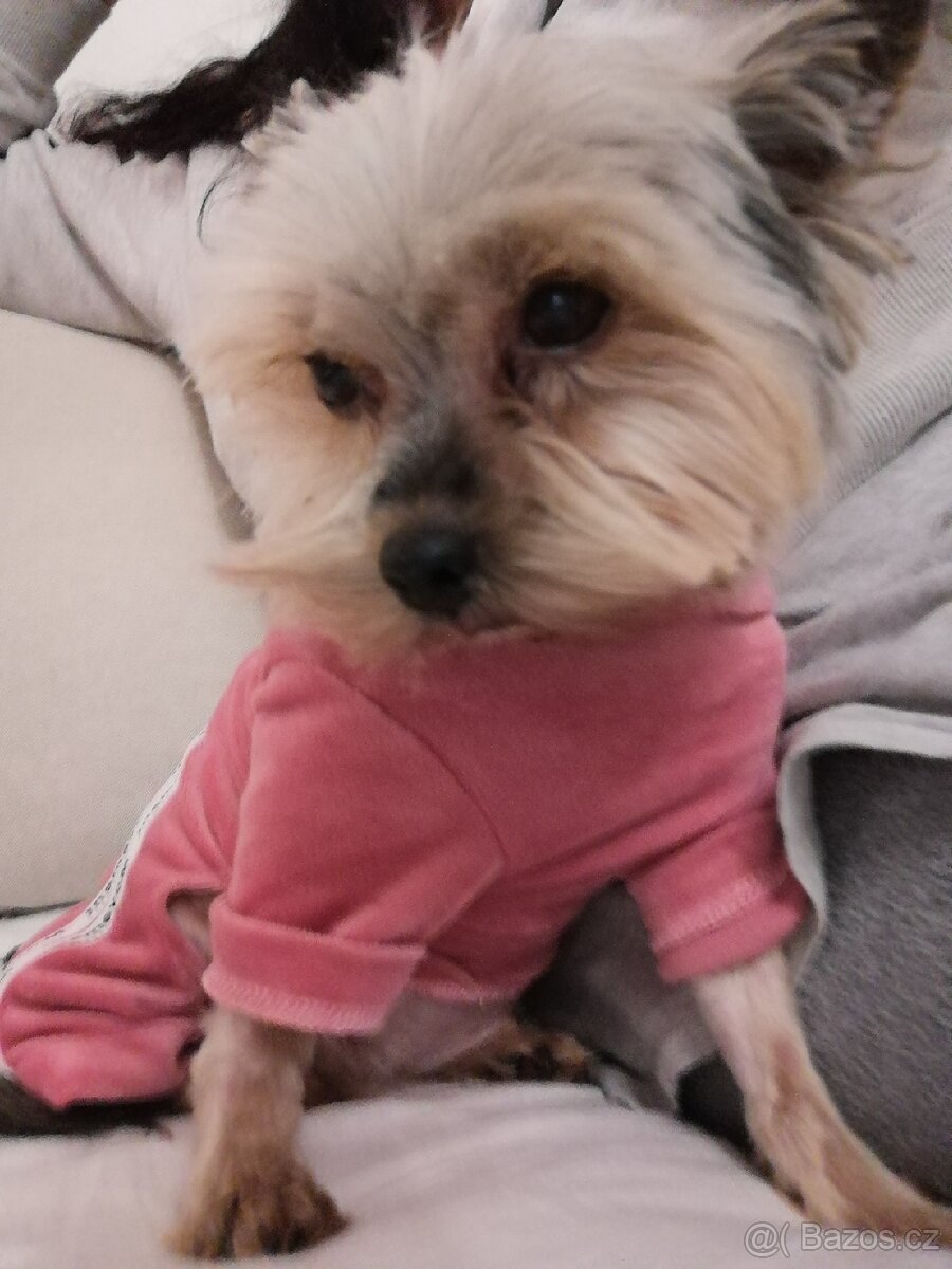 Jorkšírský teriér fenka 8 let - 2