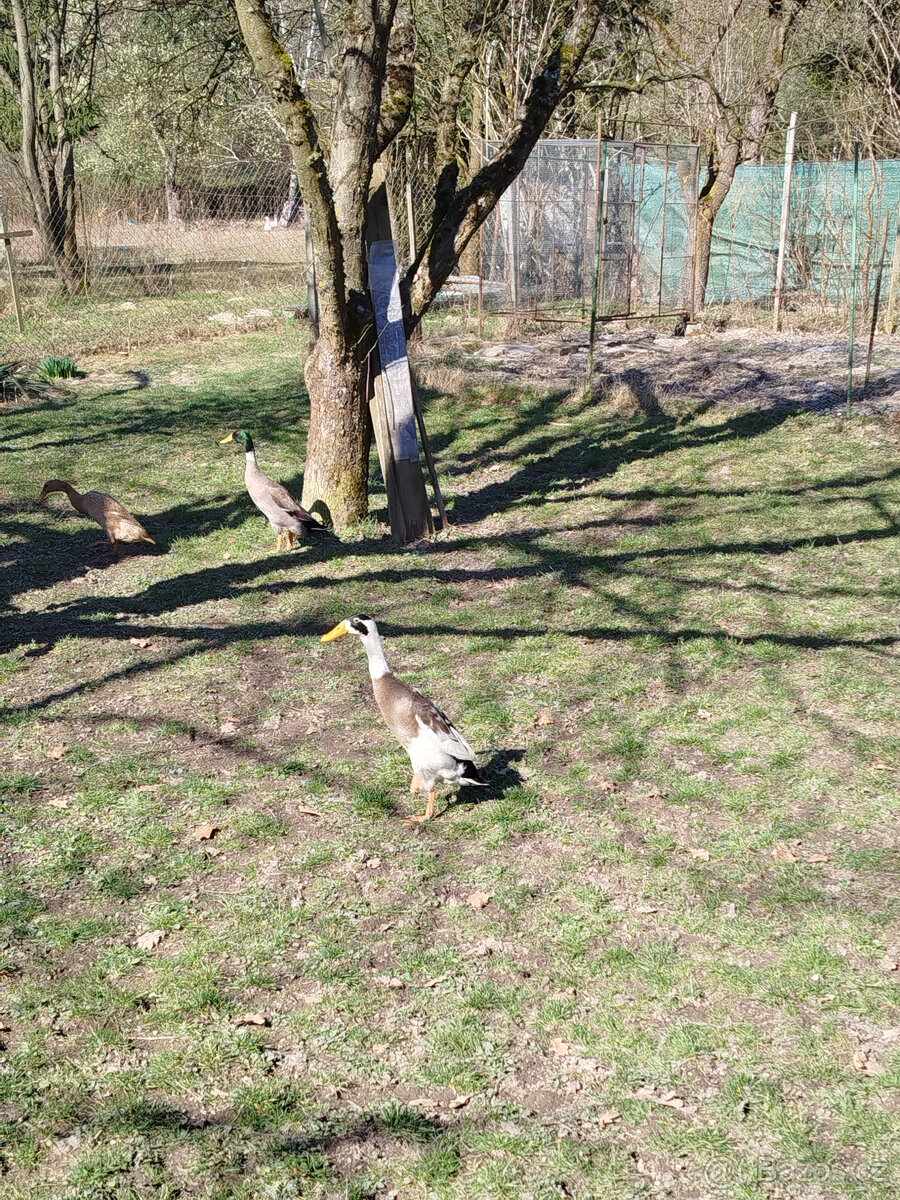Indický běžec - 2