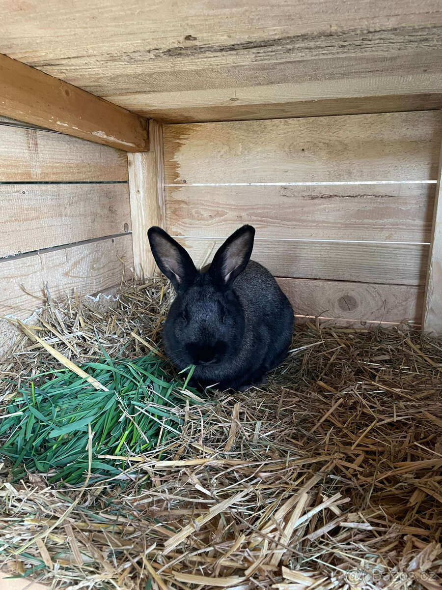 Králík samec Chira/Číra - 2