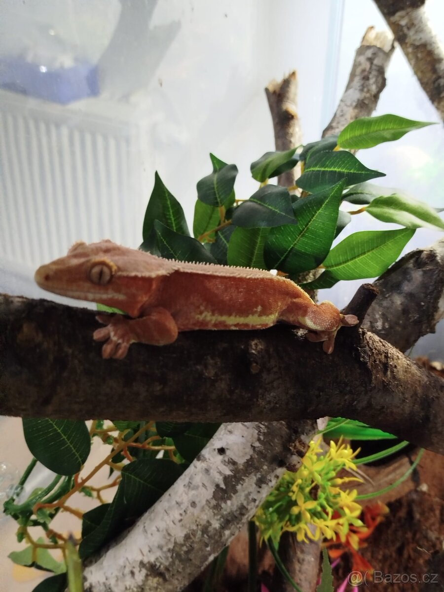 Red-phantom Lilly white Samec - 2