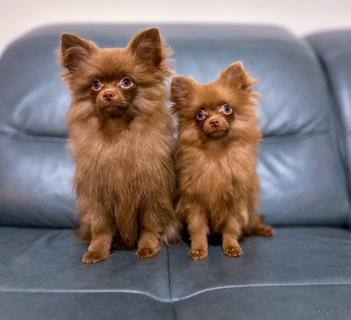 Pomeranian / Trpasličí špic - 2