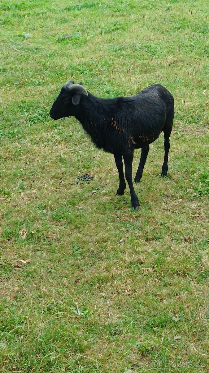 Prodám jehňata kamerunských ovcí - 2