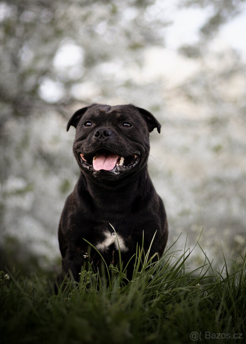 Stafordšírský bulteriér - Krycí pes - 2