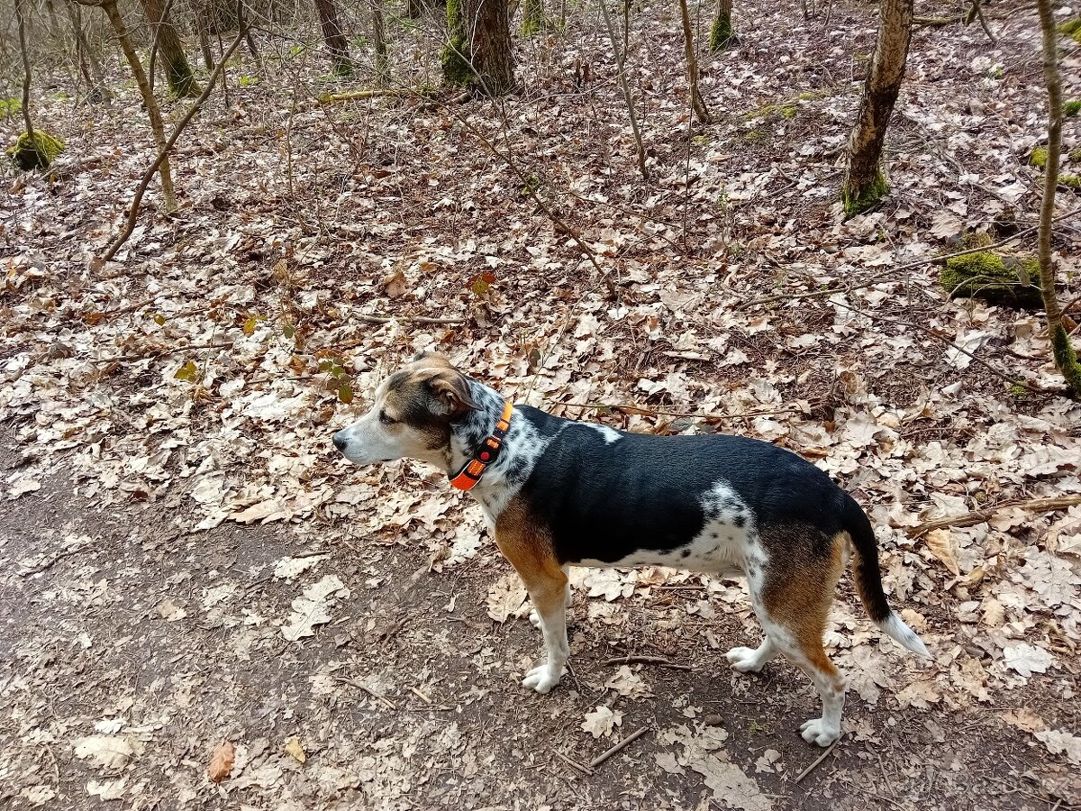 Český strakatý pes - 2