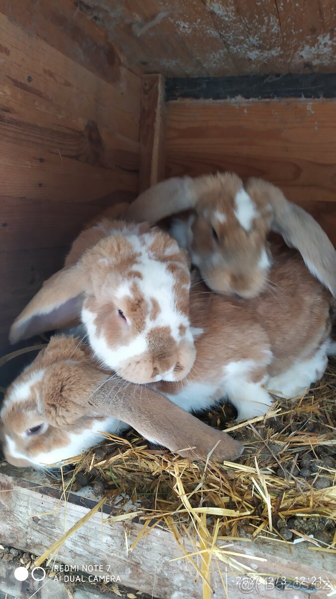 Francouzský beran - 2