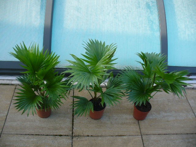 Palma Livistonia - 2