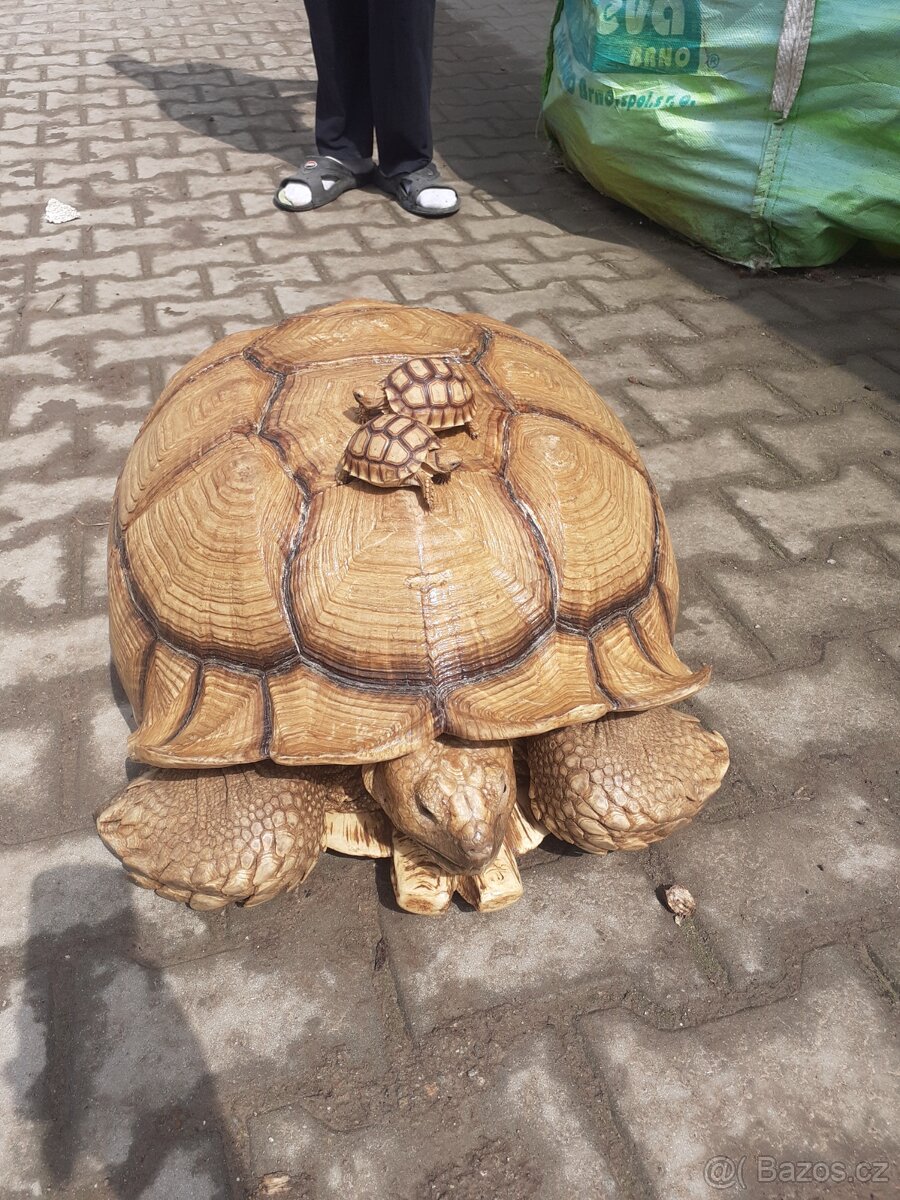 Želva ostruhatá mláďata různé velikosti - 2